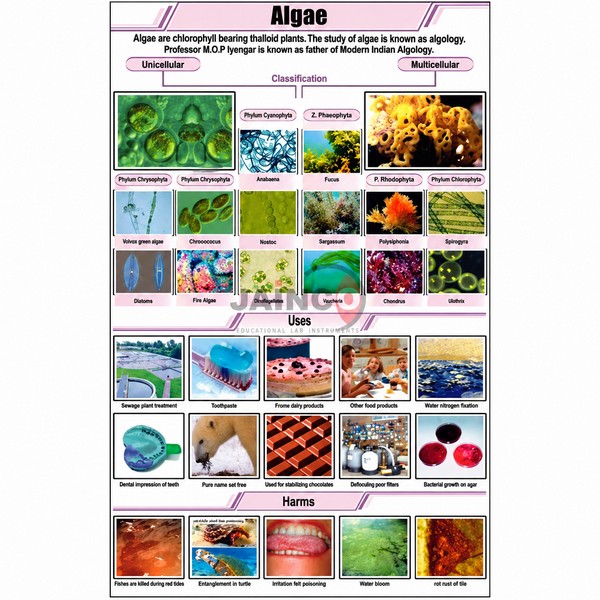 Algae Chart